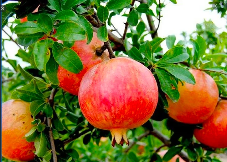 
Wholesale high quality healthy natural tasty fresh pomegranate fruit exporter 