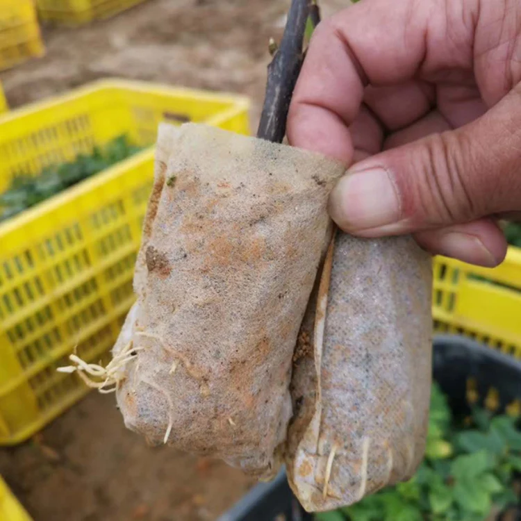 Eco Friendly Non Woven Fabric Biodegradable grow bag Vegetables Plant pot Flower Grow Seedlings  Pot  tree Seedlings bag