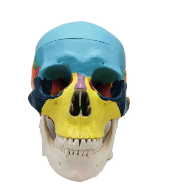 
Standard teaching model of skull skull specimen model 