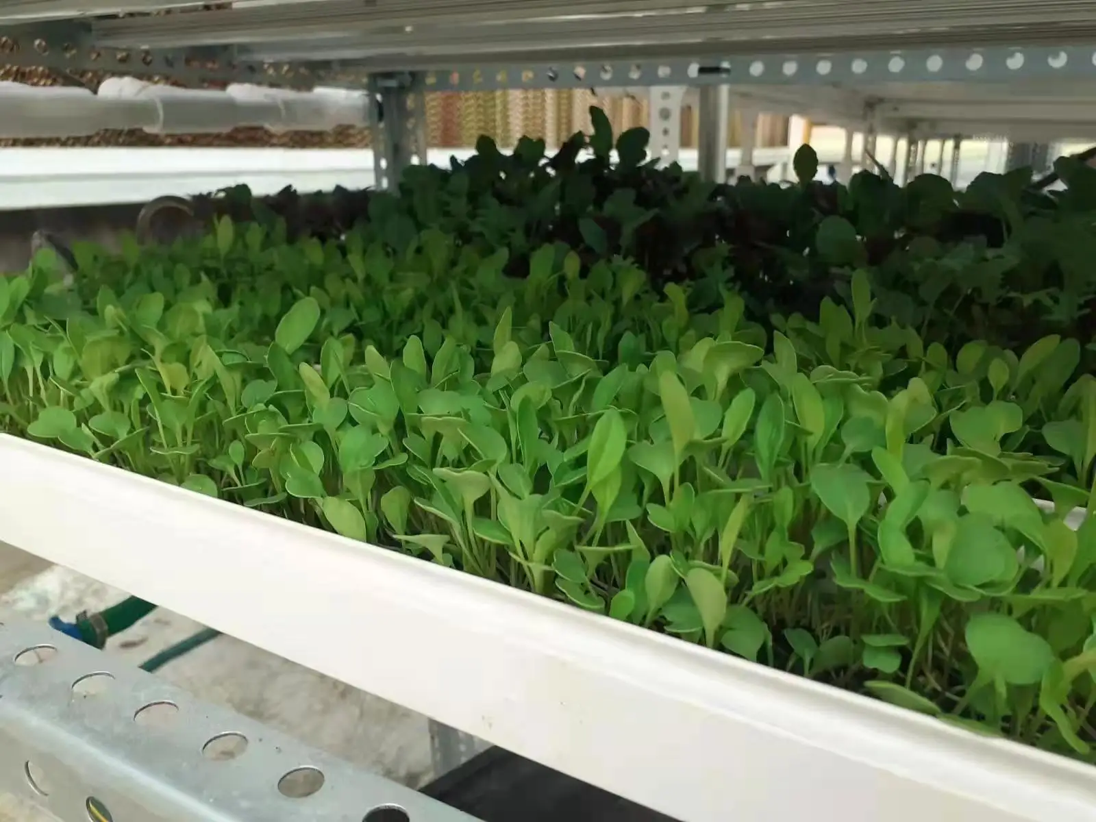 Farm Hydroponic Automatic Fodder Growing System For Sheep Agriculture