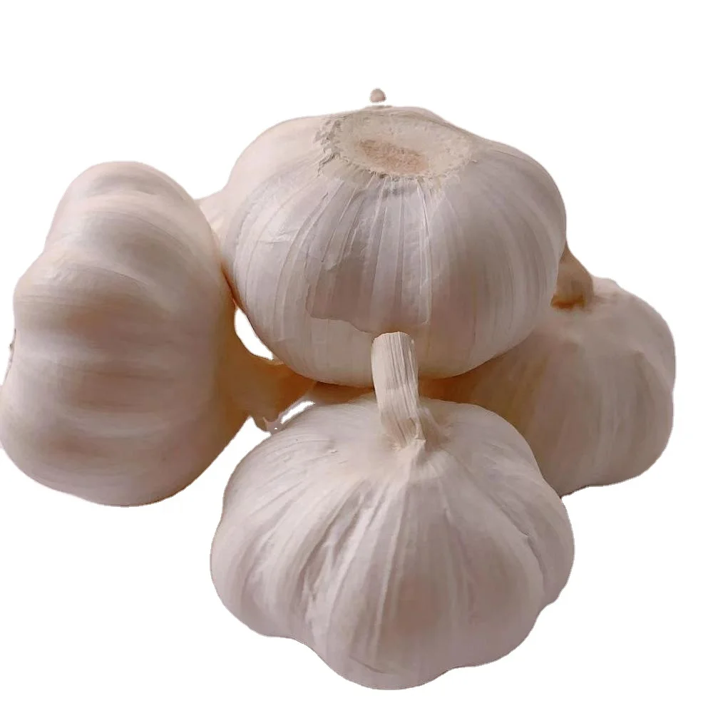 5.5 cm Fresh Normal White Garlic/ wholesale garlic/ garlic box 10kg