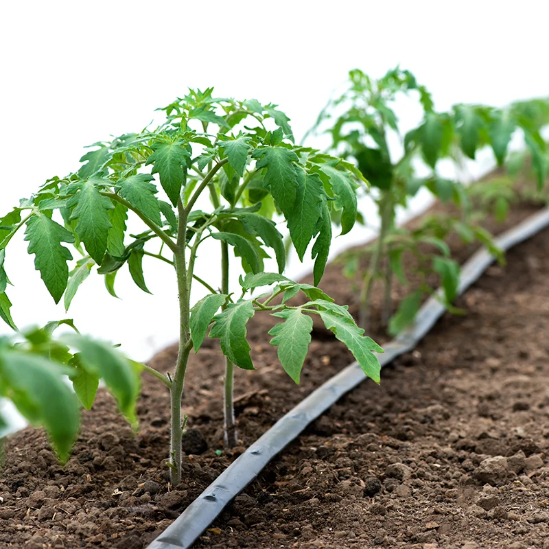 Pandora Custom Automatic Drip Irrigation Tape 8 mil to 30cm Spacing 10cm to 20cm Thickness Watering Irrigation System