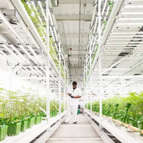 Easy installation Adjustable Layers 4*8ft Rolling Bench Plants Vertical Growing Rack