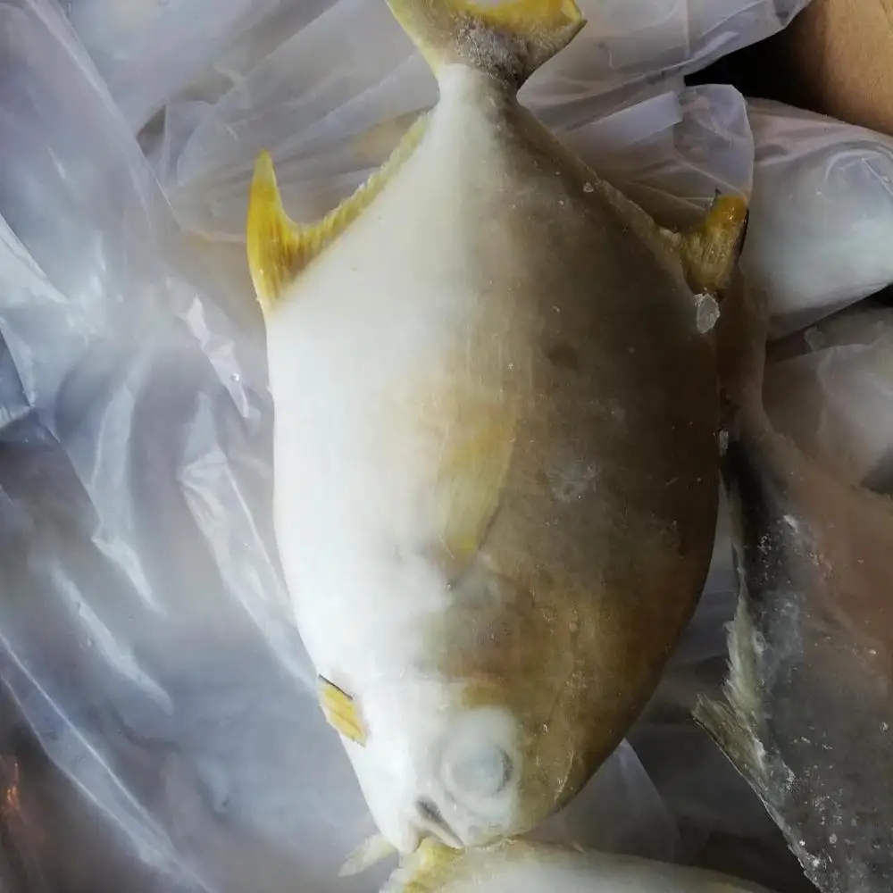 
seafood frozen gold pompano pomfret fish 