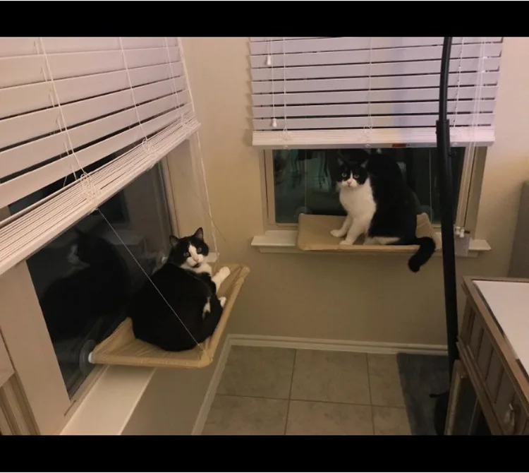 pet hanging hammock strong suction cat window perch seat bed-summer cat window mounted bed