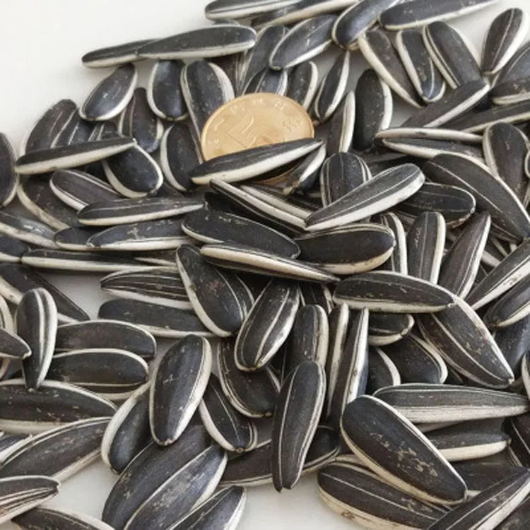 high quality good color in seasoned edible white sunflower seeds from Chinese Inner Mongolia sunflower kernels oil