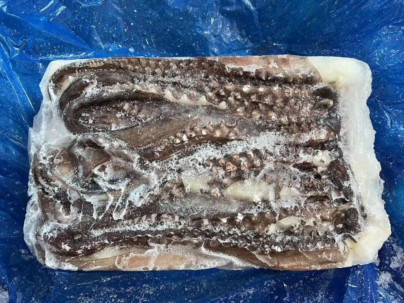 Frozen Giant Squid Long Sexual Tentacle Squid Head Tentacle Price