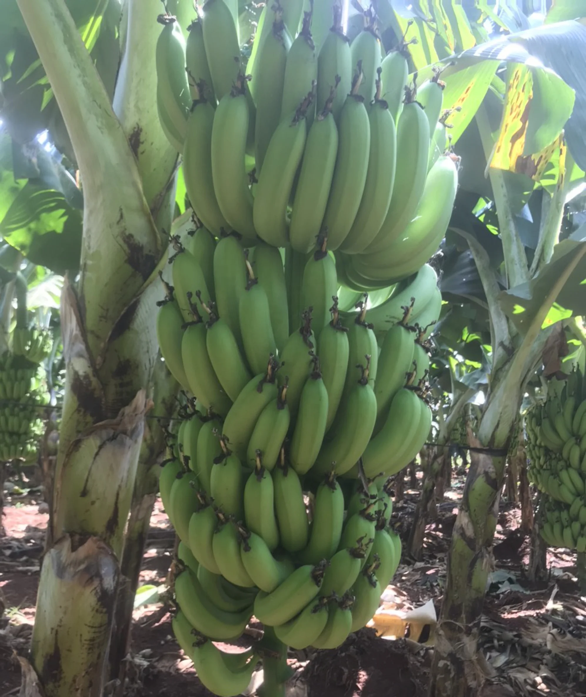 CAVENDISH BANANA, VIETNAM ORIGIN, HIGH QUALITY, BEST PRICE FOR DIRECT EATING, CROP 2022-2023