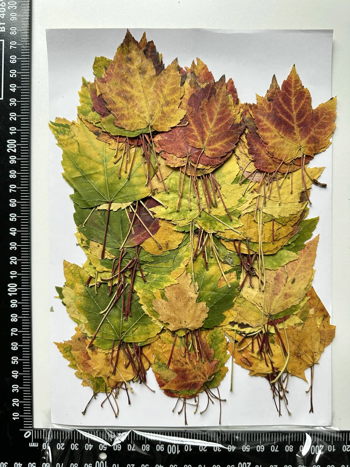 1000pcs/pack Swamp Maple Leaf Autumn Color Series Pressed Leaf For Photo Paint Frame