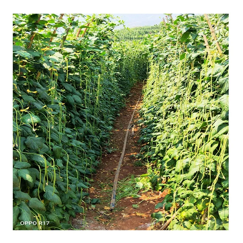 
High yield four seasons long green bean seeds from China 