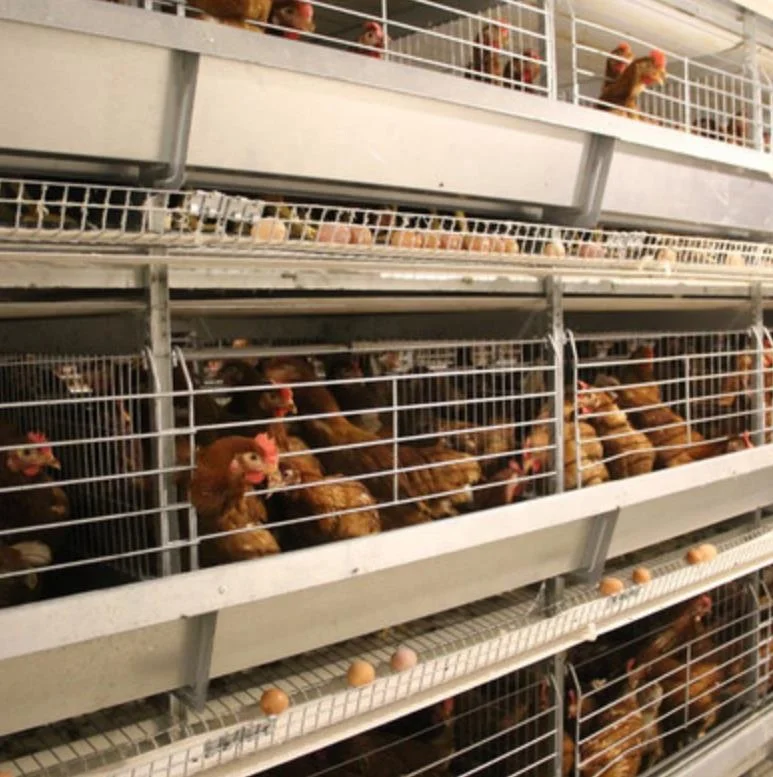 Animal Husbandry Chicken Cage Equipment for Africa Poultry Farm
