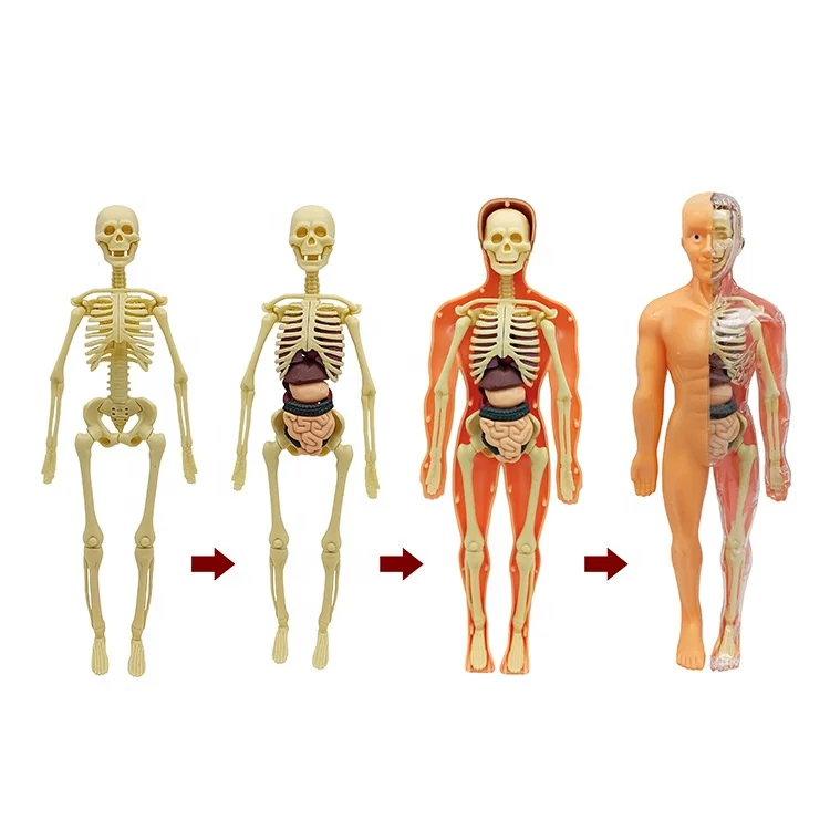 Jigsaw Puzzle Model Toy Science Kit Medica Anatomical Model Body Anatomy Early Education DIY Assembly Human Body Organ Model