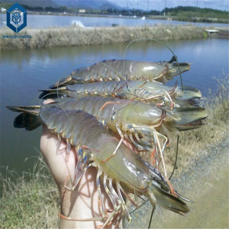 0.75mm 0.5mm  Geomembrane Pond Liner for Aquaculture Farm Projects in Philippines