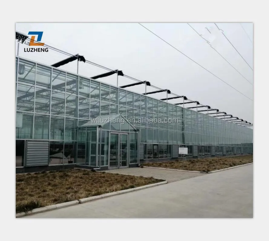 Agricultural Large-Scale glass greenhouse 6M Suitable for Tomatoes, Peppers and Other Vegetables Planting