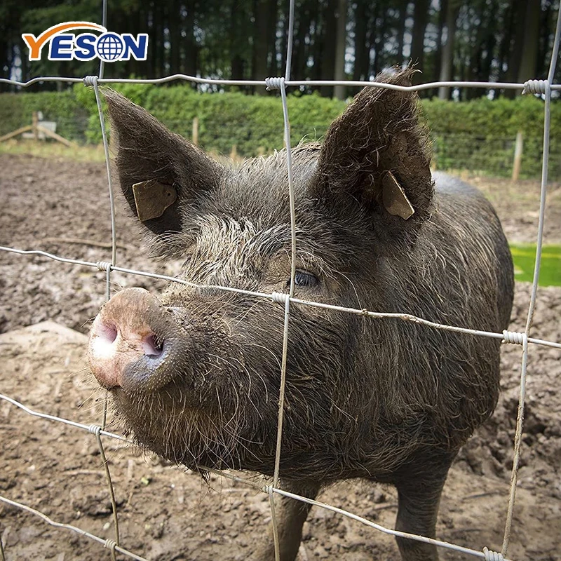 2.4m*50m Galvanized Farm Field Fence Wire Deer Fence, horse wire mesh fence, hog wire fence