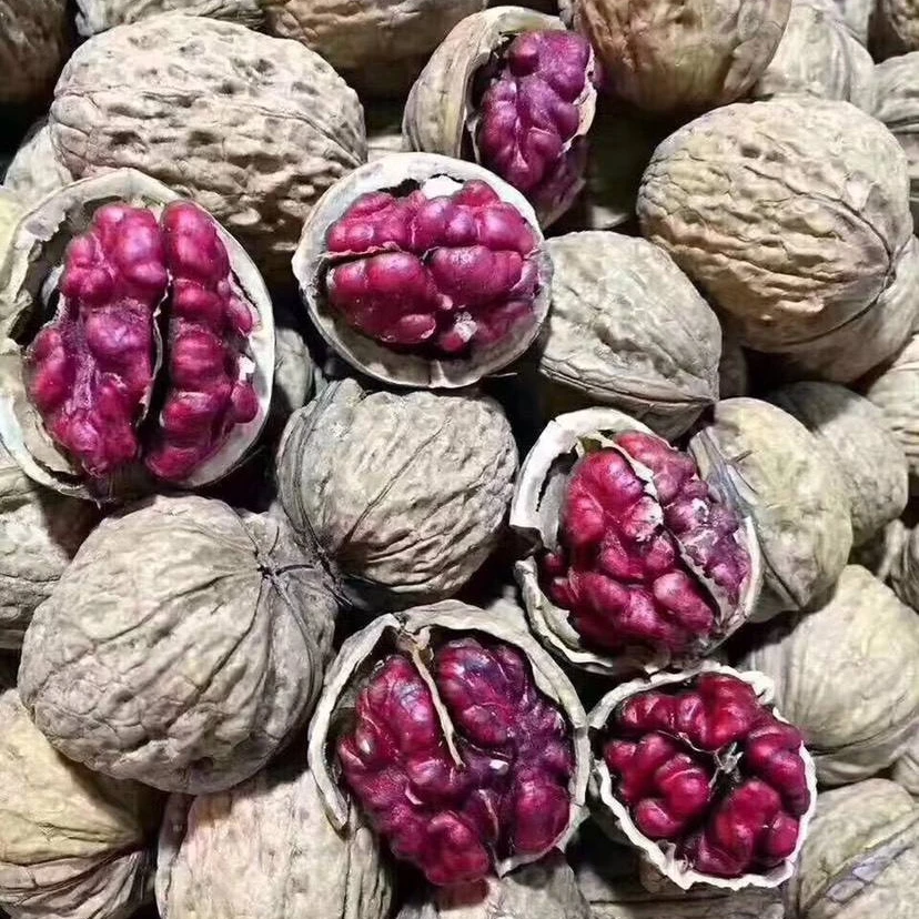 Popular sale wholesale red walnuts cost-effective Chinese red walnuts in shell