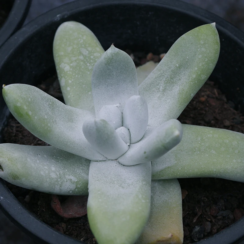 
artifical succulent plants big Live succulent plants natural indoor for desk China plant farm 