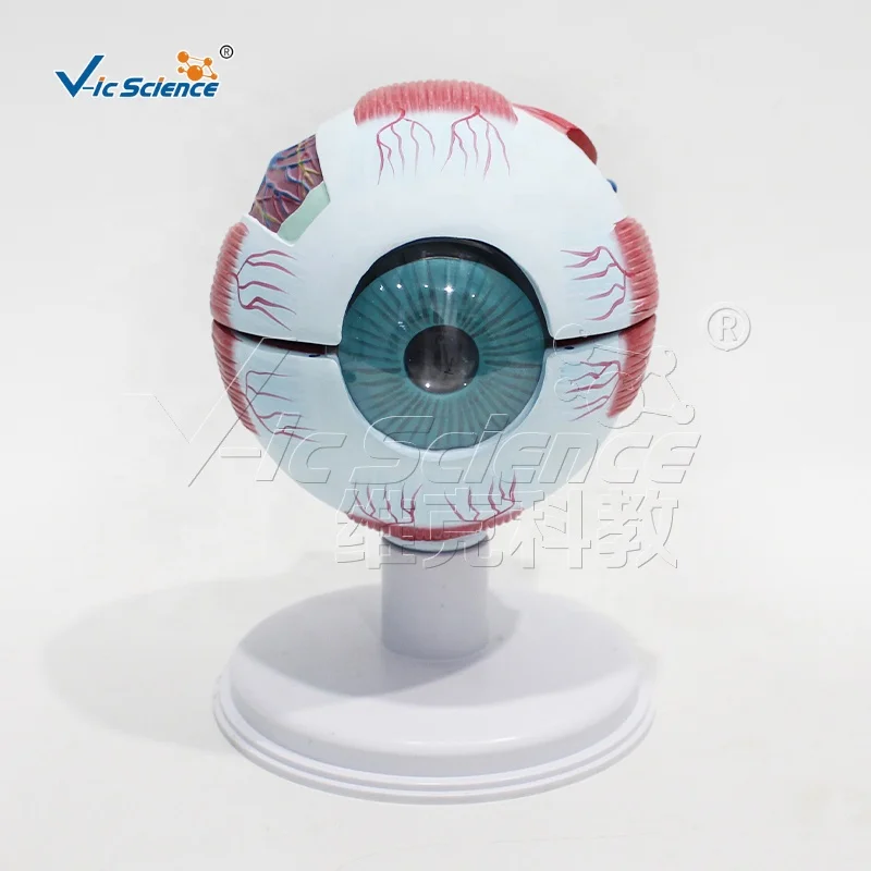 Eye 6 Parts human eye anatomy model eye anatomy model