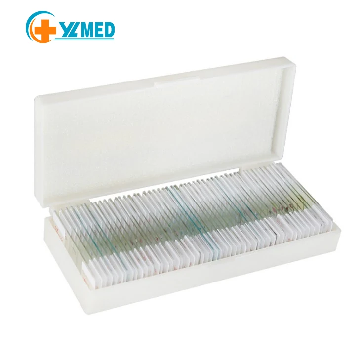 Factory urinary bladder(relaxed) sec. zoology microscope prepared slides with high quality