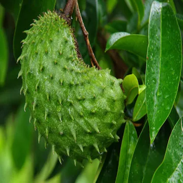 Фрукты Soursop для лечения рака.