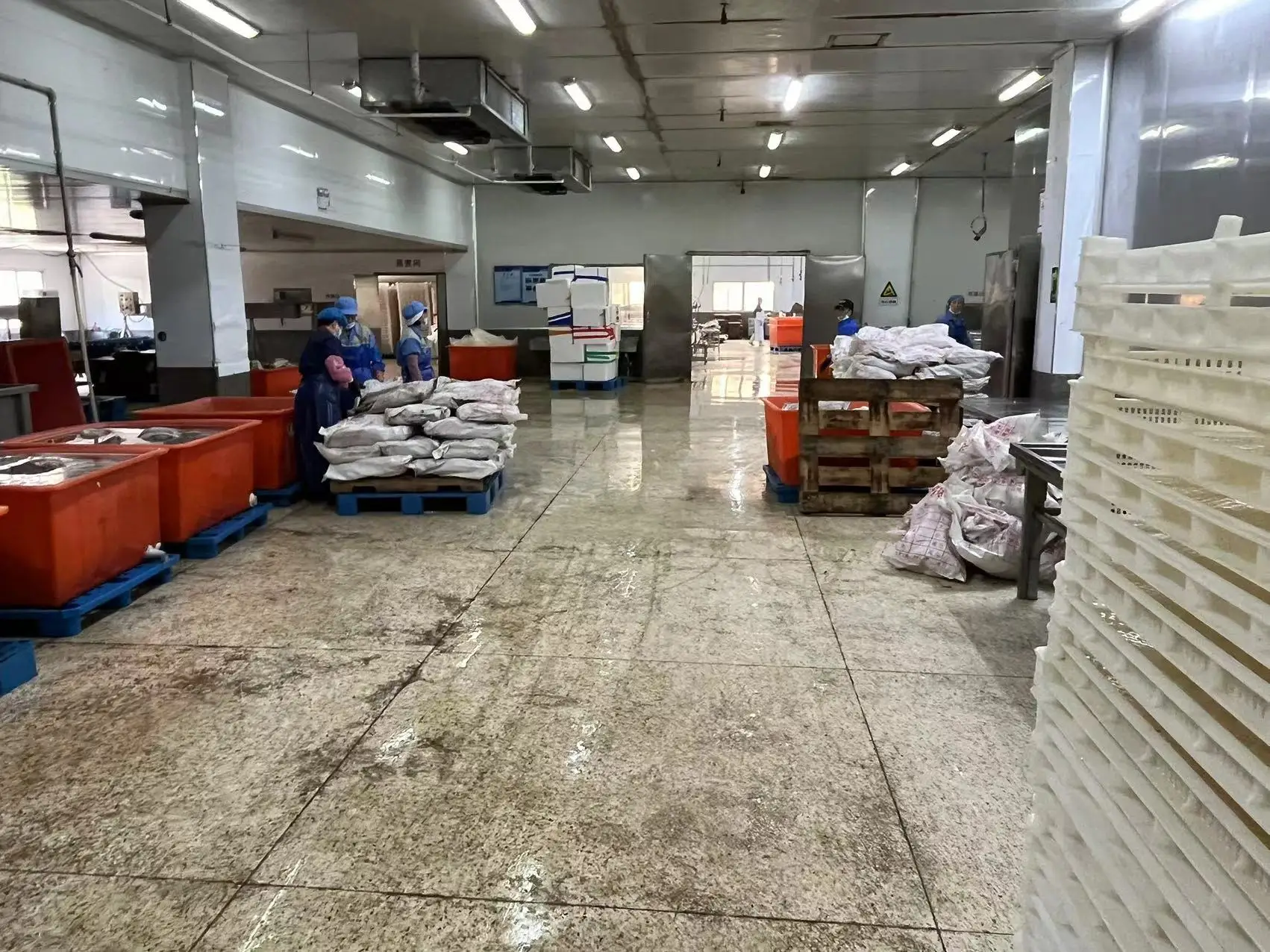 dosidicus gigas wings Peru Squid wings with skin Skin on Peru squid dosidicus gigas  wings With skin