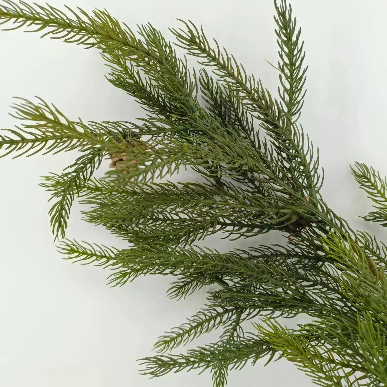 Factories wholesale Norfolk pine  stems