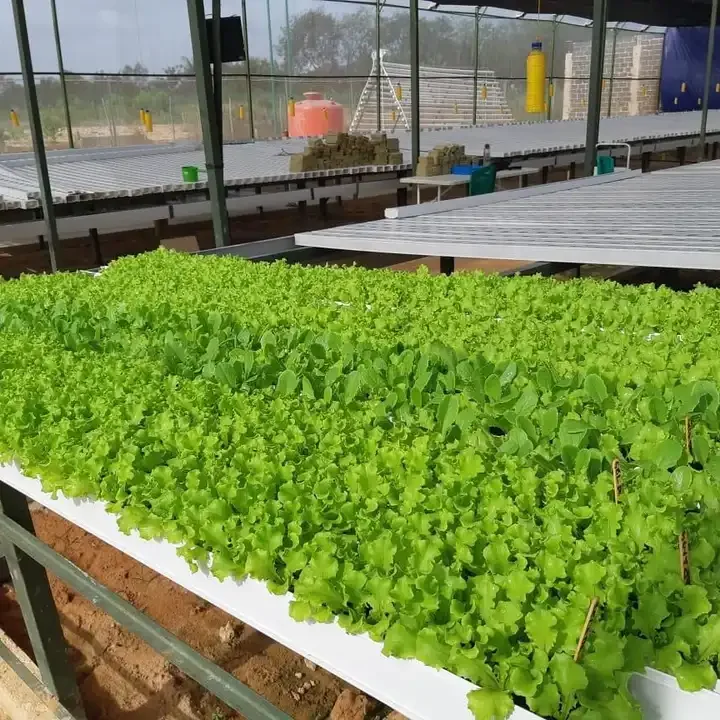 NFT hydroponic growing systems greenhouse complete hydroponic for strawberry hydroponic growing systems