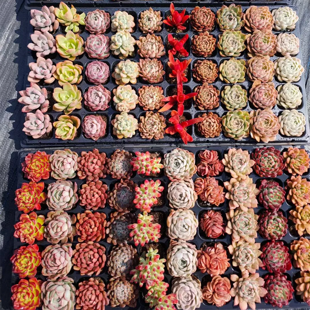 
Succulent mixed tray cactus wholesale natural plant succulent pot Korea Succulent tray Plants 50 pcs in each tray 