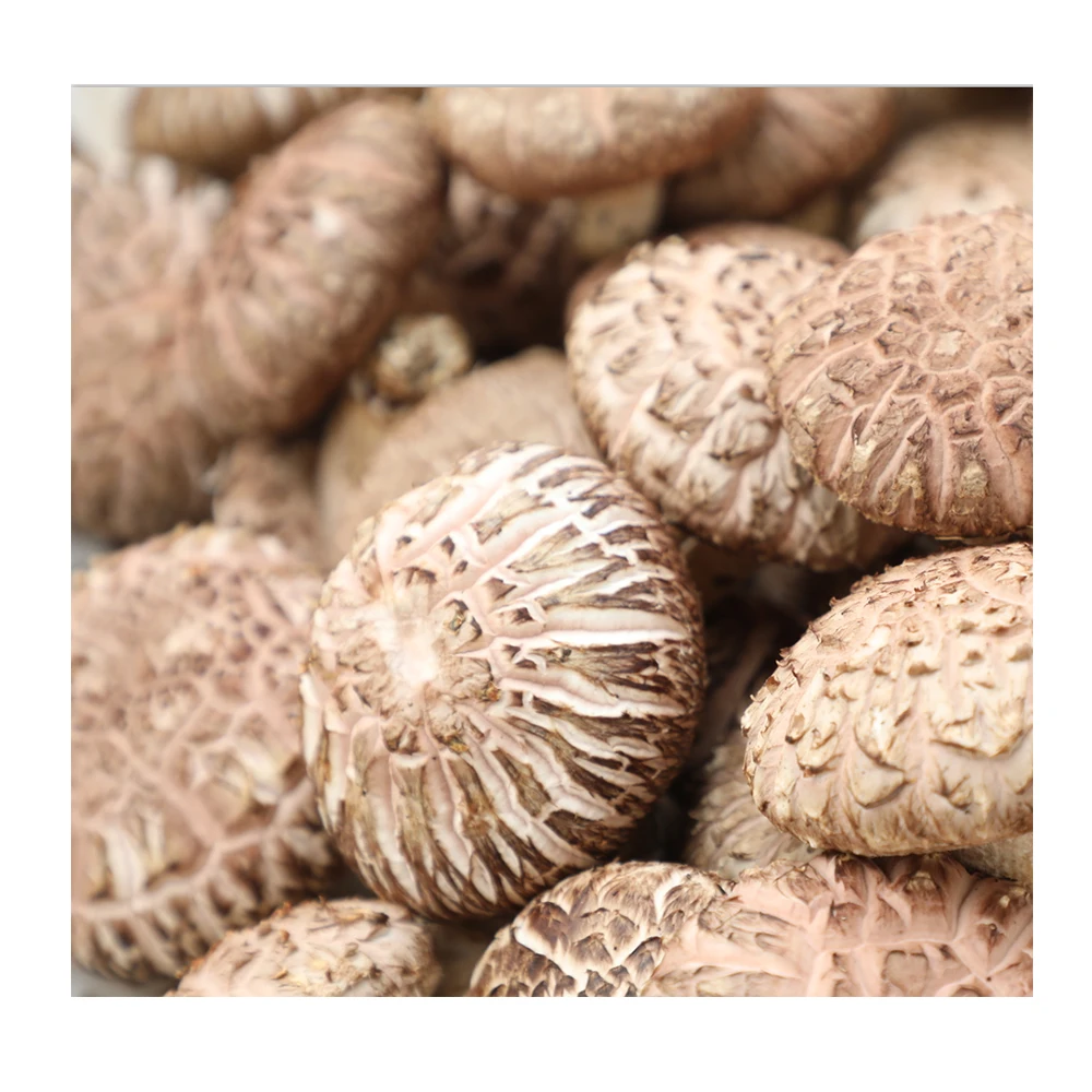 
Good Quality Organic Cultivating Fresh Shiitake Mushrooms For International Export 