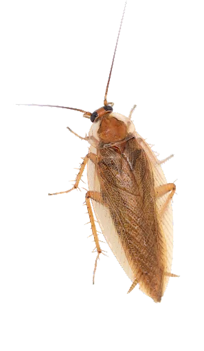 Maxforce forte cockroach gel say goodbye to roaches in your kitchen biological insecticide safe use