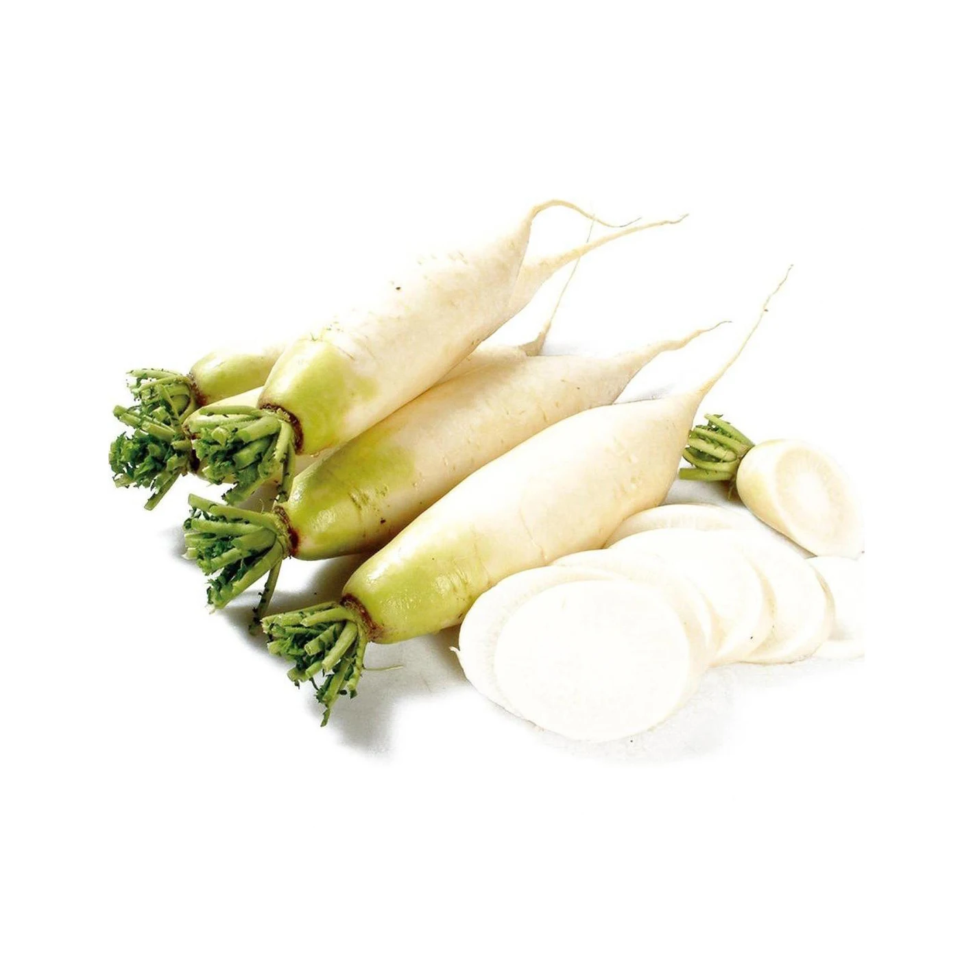 Good Quality Best Price Fresh Radish Original Fresh White Radish