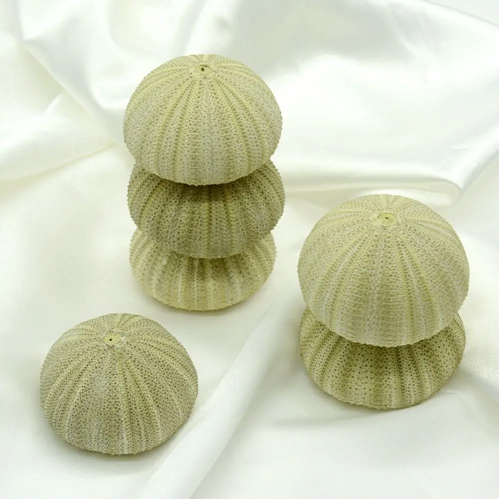Natural Sea Urchin  Green Snail Shell  For Handicrafts  Best Price Sea Urchin Handicrafts Accessories Natural Shell