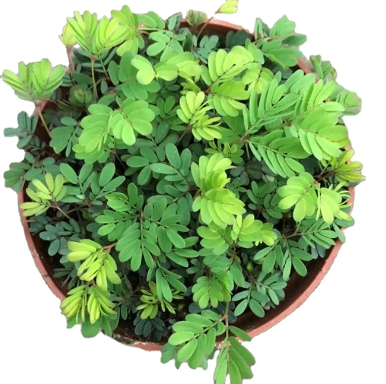500G top grade new Mimosa pudica Linn seeds for sale