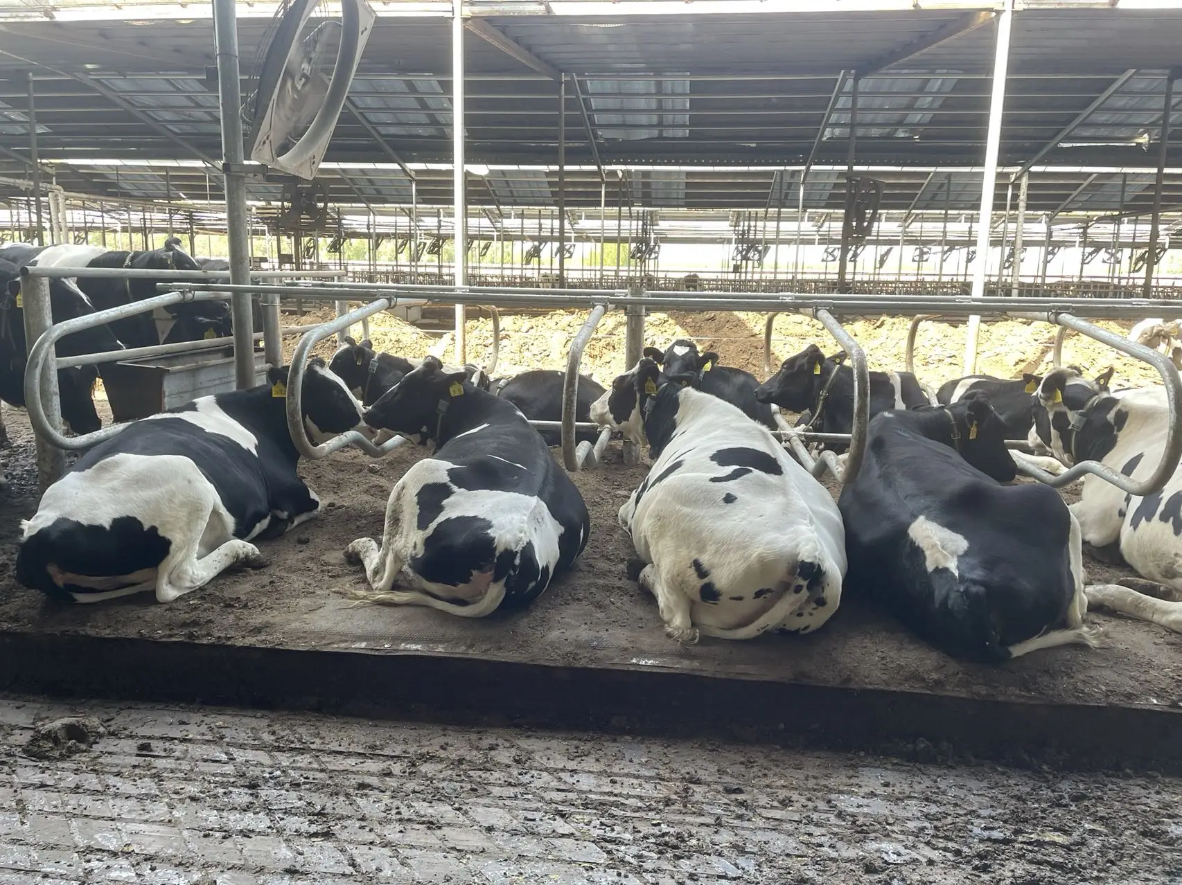 Противоскользящий и мягкий матрас для коровы резиновый коврик для коровы резиновый матрас для коровы для дневника коровы для сна