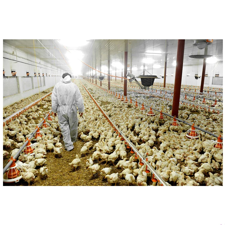 Free design prefab chicken farm building prefabricated steel structure chicken house