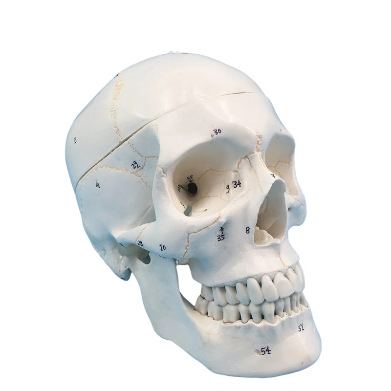 Natural large skull with bone sutures and cervical spine model medical simulation skull skull anatomical specimen
