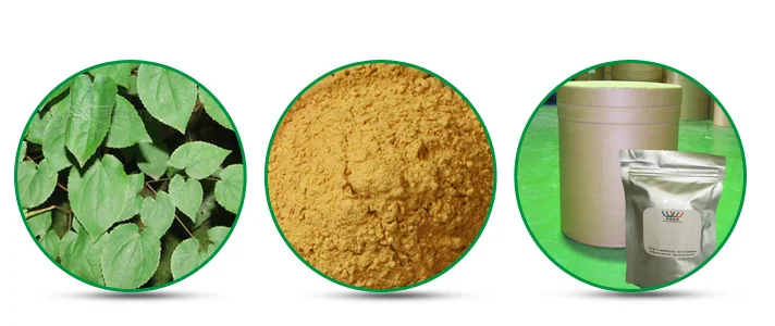 Factory Supplier Epimedium extract