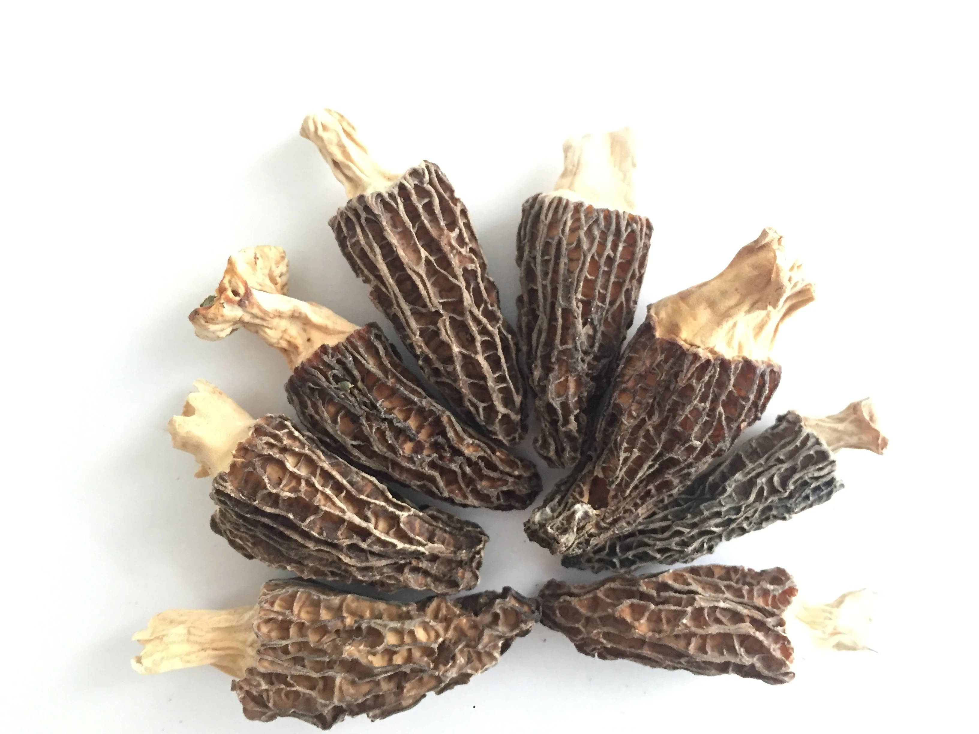 Factory Price Premium Quality Dried Brown Morchella Morels Mushroom Whole with Stem (1-3 CM)