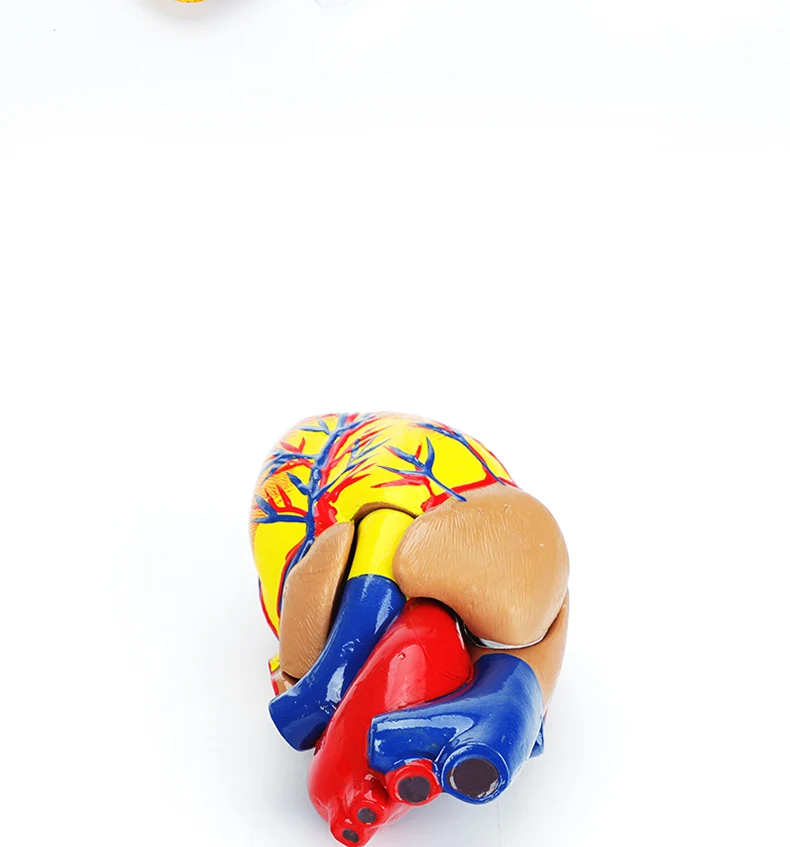 Medical Cardiac Anatomy Human Heart Model for Cardiology Ultrasound Surgery Training