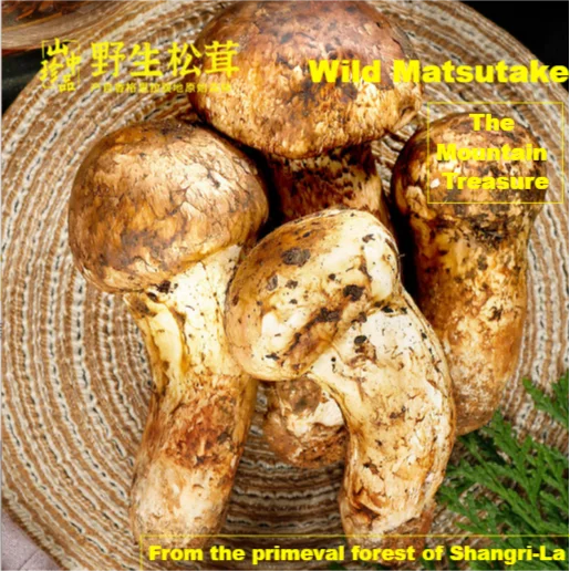 Nature wild Tricholoma matsutake white pine mushroom mushrooms for cooking SongRong for wholesale