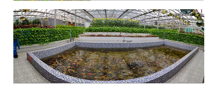 Commercial aquaponics system for fish and plant grow together soilless culture