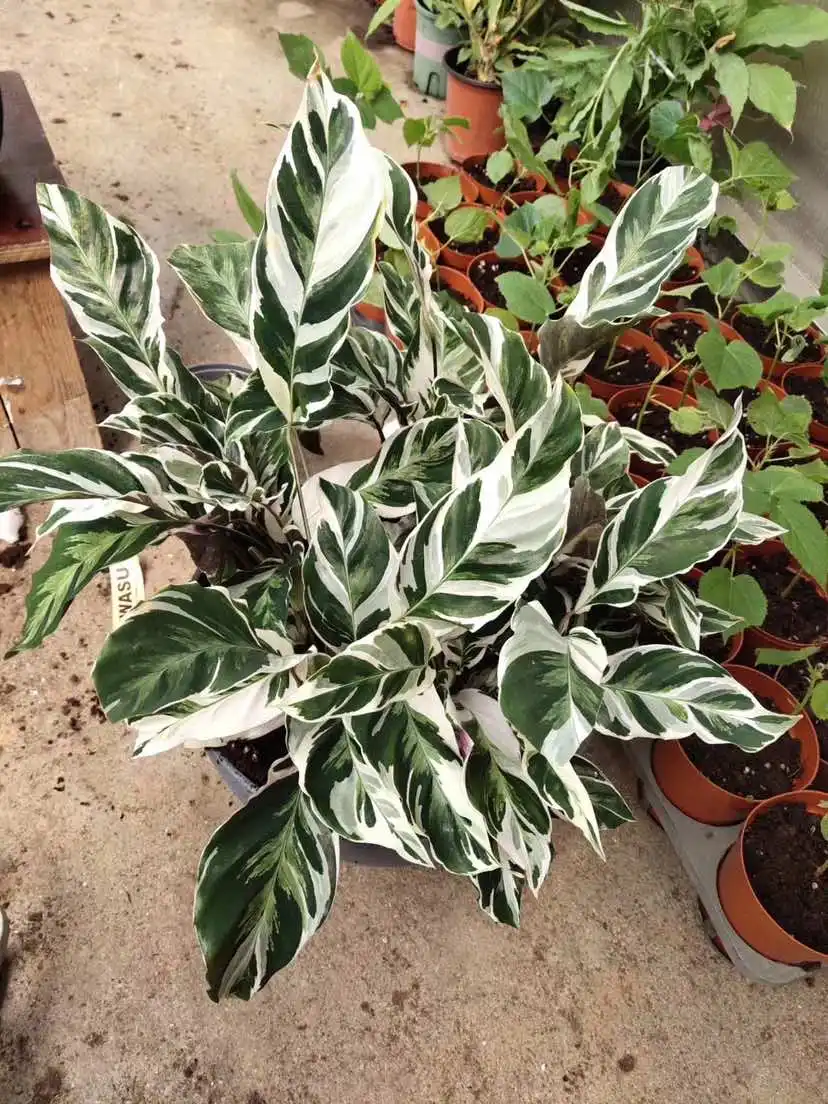 
Live plants wholesale price fusion white natural plants 