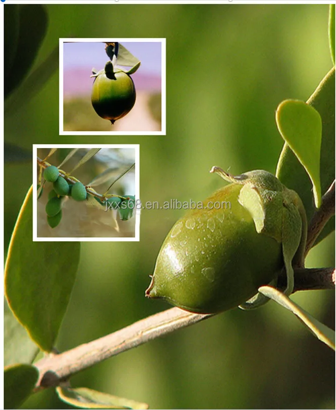 Factory wholesale pure herbal skin care face and body spa facial morocco argan jojoba rosehip castor olive oil Carrier Oil