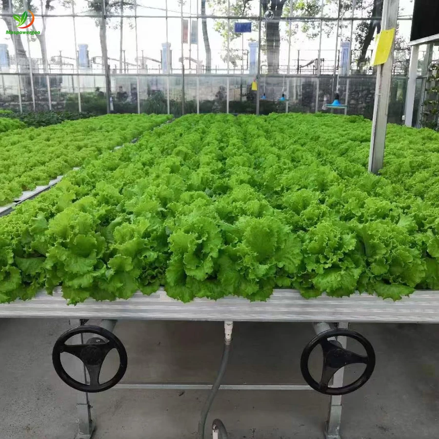 Vertical movable hydroponic abs ebb 4*8 flood tables and flow trays rolling double layer 5x5 4x12 for lattuce grow system sale