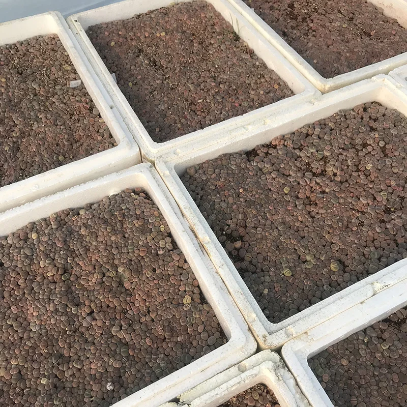 
lithops dinteranthus Stone Lithops seeding 0.3-1cm 1000-1200 pieces lithops live plant 