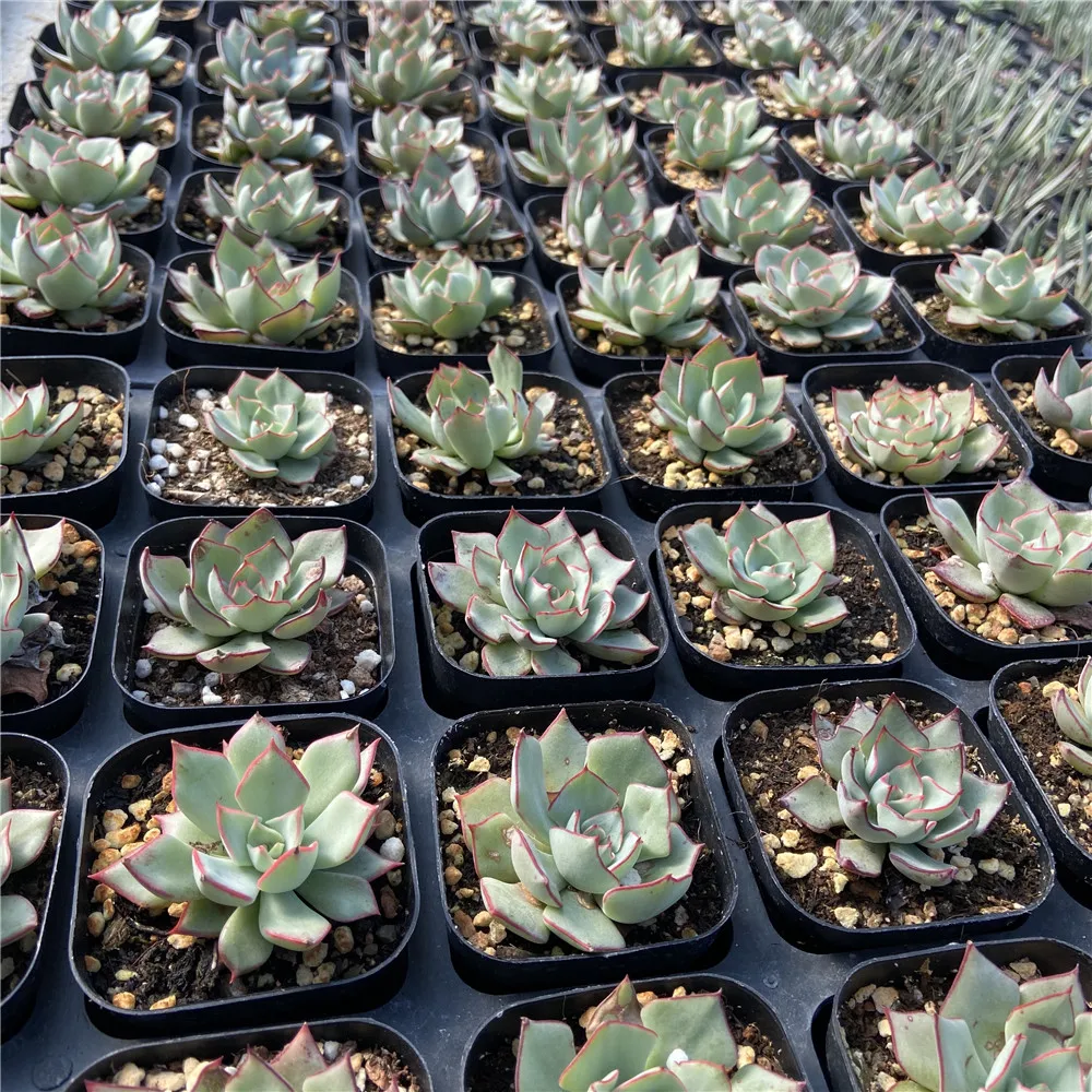 
Hot Sale About5cm Gray Living Plants Succulents Live Plants Set Natural Fresh for Indoor Outdoor Bonsai Plants 