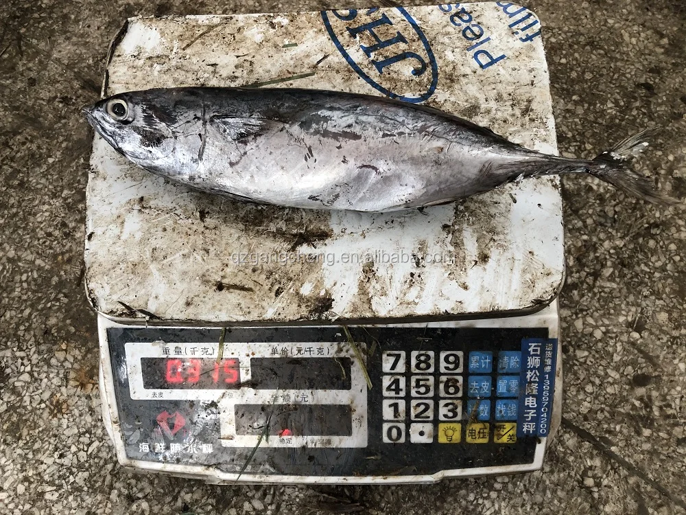 
Export Frozen Bonito Tuna/rochei rochei origin INdian ocean wholesale300-500 