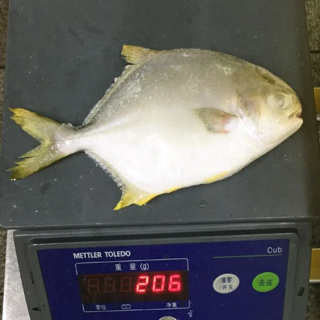 200-300 г замороженная Золотая помпано помфан рыба свежие морепродукты оптовая продажа