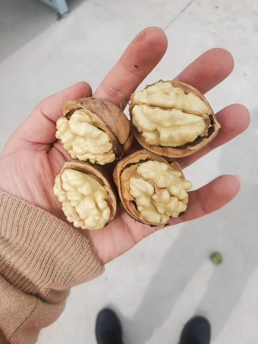 2022 crop  Walnuts Kernels 90%+ Halves Xinjiang 185 on sale