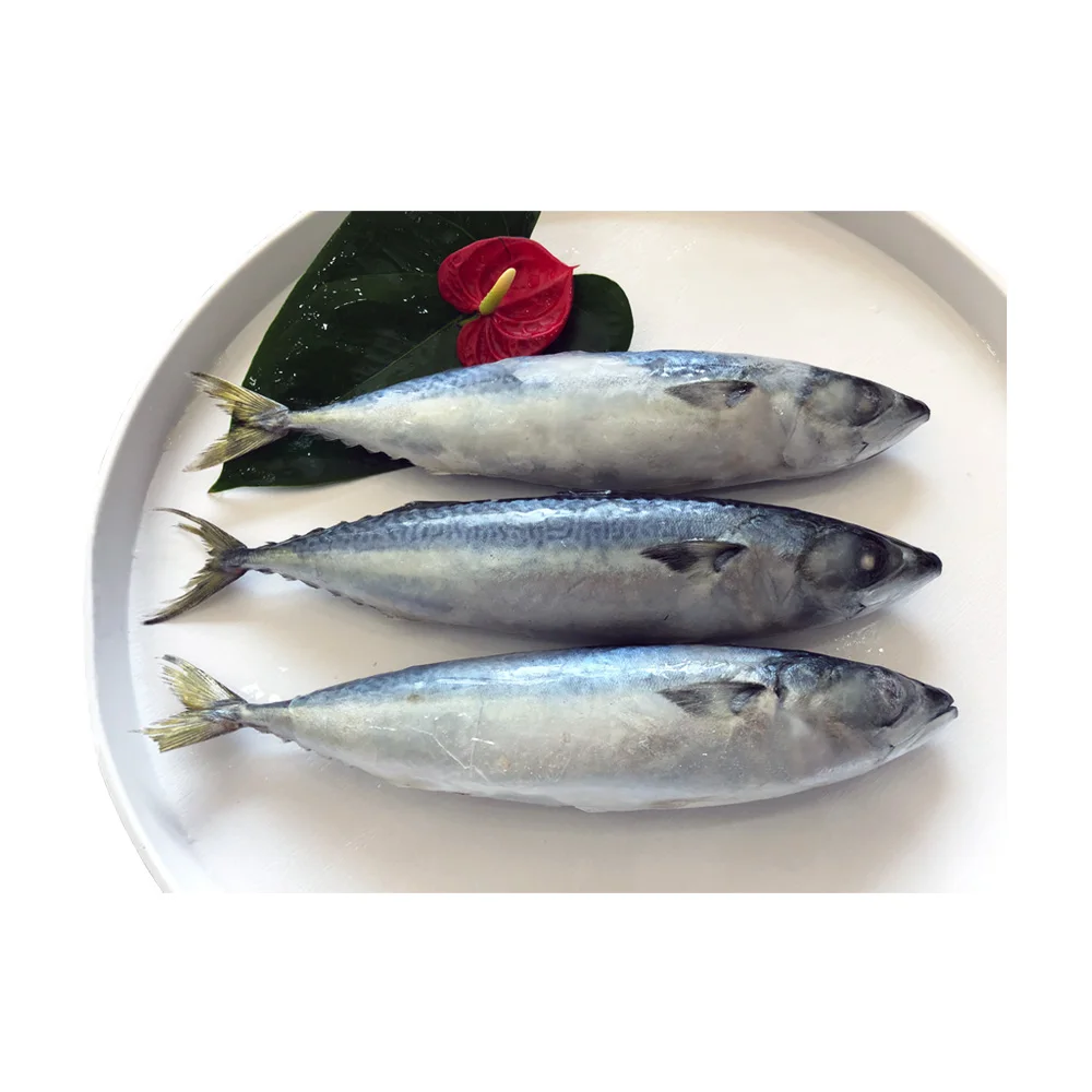 
Best Pacific Mackerel, Frozen Blue Mackerel 